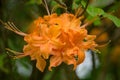Close-up of Flame Azalea Flowers â Rhododendron calendulaceum Royalty Free Stock Photo